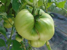 Afbeeldingsresultaat voor erdie family oxheart tomato