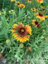 Image result for Gaillardia pulchella