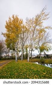 Attēlu rezultāti vaicājumam “Populus x canescens”