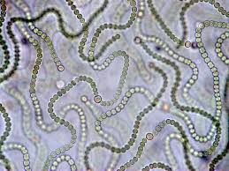 Attēlu rezultāti vaicājumam “Nostoc commune”