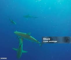 Image result for Carcharhinus galapagensis