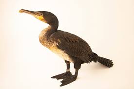 Image result for Phalacrocorax carbo