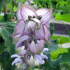 Image result for Salvia sclarea