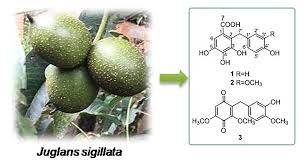 Attēlu rezultāti vaicājumam “Juglans x sinensis fruit”