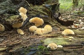 Attēlu rezultāti vaicājumam “Postia ptychogaster”