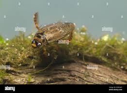 Attēlu rezultāti vaicājumam “Rhantus frontalis”