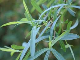 Attēlu rezultāti vaicājumam “Salix purpurea leaf”