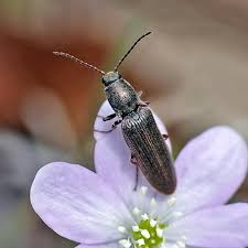 Attēlu rezultāti vaicājumam “Elateridae”