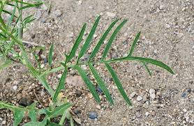 Attēlu rezultāti vaicājumam “Sisymbrium altissimum leaf”