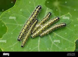 Attēlu rezultāti vaicājumam “Pieris rapae larva”