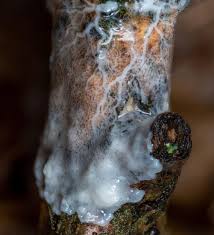 Attēlu rezultāti vaicājumam “Diachea leucopodia stalked”