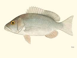 Image result for Lutjanus cyanopterus
