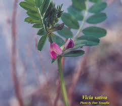 Attēlu rezultāti vaicājumam “Vicia angustifolia flower”