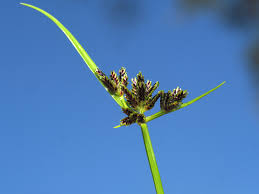 Attēlu rezultāti vaicājumam “Cyperus fuscus fruit”