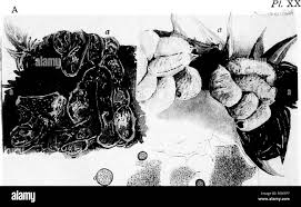 Attēlu rezultāti vaicājumam “Physarum contextum”