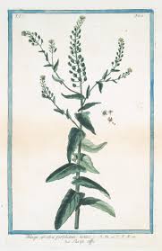 Attēlu rezultāti vaicājumam “Thlaspi arvense”