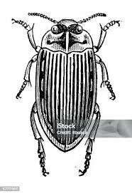 Attēlu rezultāti vaicājumam “Colymbetes striatus”