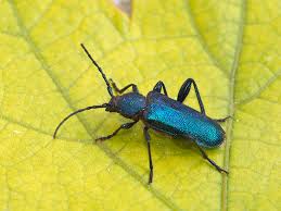 Attēlu rezultāti vaicājumam “Callidium violaceum”