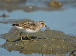 Image result for Calidris subminuta