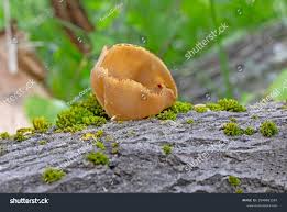 Attēlu rezultāti vaicājumam “Peziza repanda”