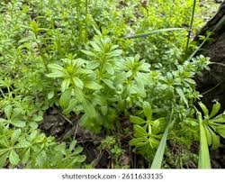 Attēlu rezultāti vaicājumam “Galium aparine leaf”