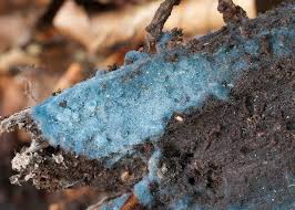 Attēlu rezultāti vaicājumam “Byssocorticium atrovirens”