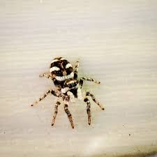 Attēlu rezultāti vaicājumam “Salticus sp.”