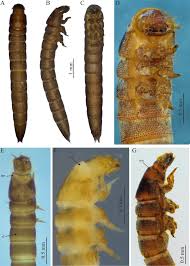 Attēlu rezultāti vaicājumam “Eilema griseola larva”