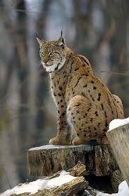 Afbeeldingsresultaat voor lynx