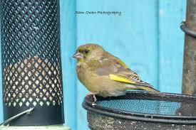 Attēlu rezultāti vaicājumam “Chloris chloris female”