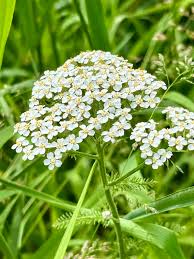 Attēlu rezultāti vaicājumam “Achillea millefolium”