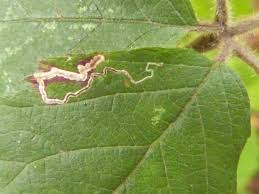 Attēlu rezultāti vaicājumam “Euura brevicornis”