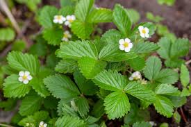 Attēlu rezultāti vaicājumam “Fragaria moschata flower”