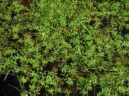 Attēlu rezultāti vaicājumam “Callitriche cophocarpa leaf”