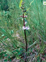 Attēlu rezultāti vaicājumam “Pedicularis palustris fruit”