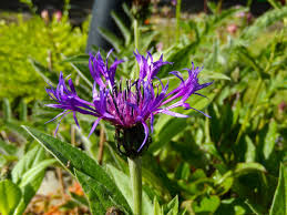 Attēlu rezultāti vaicājumam “Cyanus segetum flower”