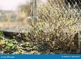 Attēlu rezultāti vaicājumam “Lonicera xylosteum bud”