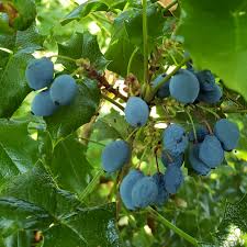 Attēlu rezultāti vaicājumam “Trifolium montanum fruit”