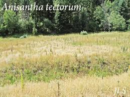 Attēlu rezultāti vaicājumam “Anisantha tectorum”