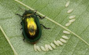 Attēlu rezultāti vaicājumam “Linaeidea aenea”