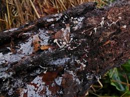 Attēlu rezultāti vaicājumam “Cudoniella acicularis”