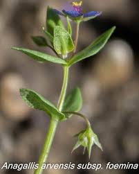 Image result for Anagallis arvensis