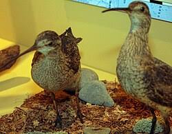 Image result for Numenius borealis