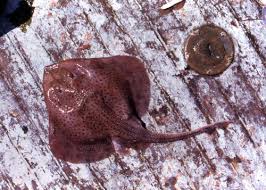 Image result for Leucoraja ocellata