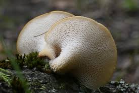 Attēlu rezultāti vaicājumam “Polyporus tuberaster”