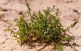 Attēlu rezultāti vaicājumam “Chenopodiaceae”