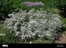 Attēlu rezultāti vaicājumam “Gypsophila fastigiata flower”