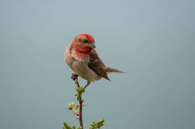 Attēlu rezultāti vaicājumam “Carpodacus erythrinus”