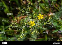 Attēlu rezultāti vaicājumam “Potentilla arenaria flower”