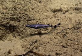 Image result for Mustelus canis